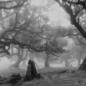 Nebel...... Heike Wackermann